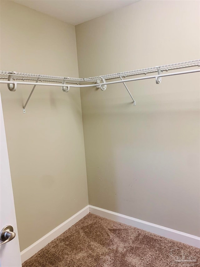 spacious closet featuring carpet