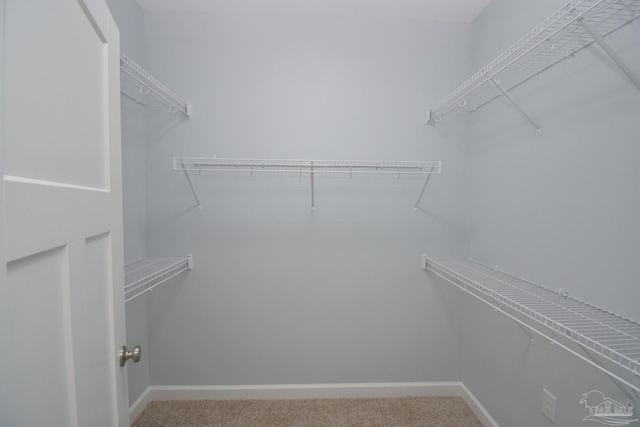 walk in closet with carpet flooring