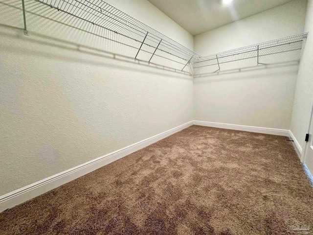 walk in closet featuring carpet floors