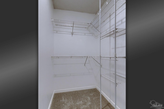 walk in closet featuring carpet flooring