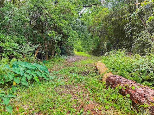 6640 Frank Reeder Rd, Pensacola, FL 32526 - view of tree filled area