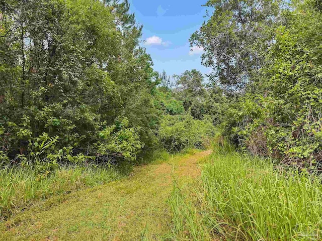 6640 Frank Reeder Rd, Pensacola, FL 32526 - view of tree filled area