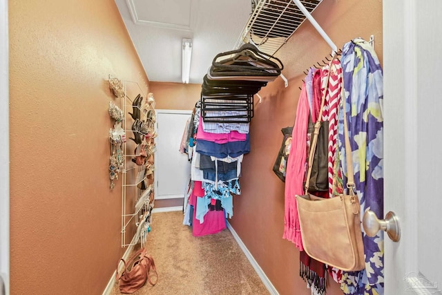 spacious closet featuring carpet flooring