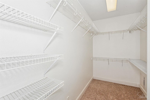 walk in closet with carpet flooring