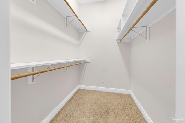 walk in closet featuring carpet floors