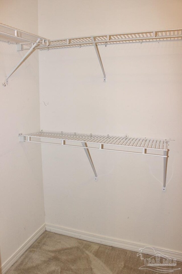 walk in closet with carpet flooring