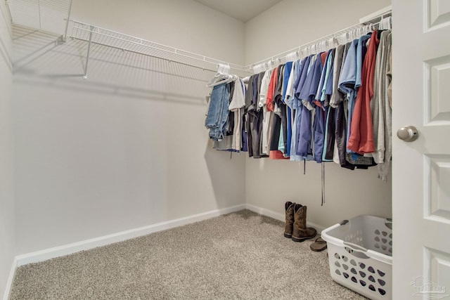 spacious closet featuring carpet floors