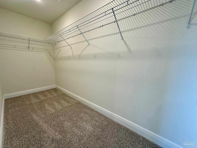 walk in closet with carpet floors
