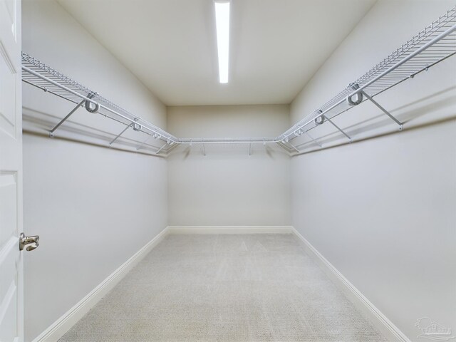 walk in closet with carpet flooring