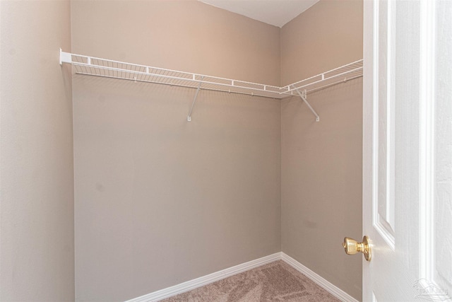 walk in closet featuring carpet floors