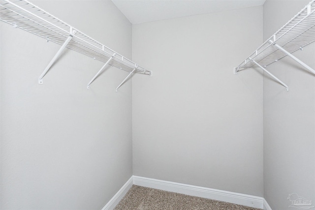 walk in closet with carpet flooring