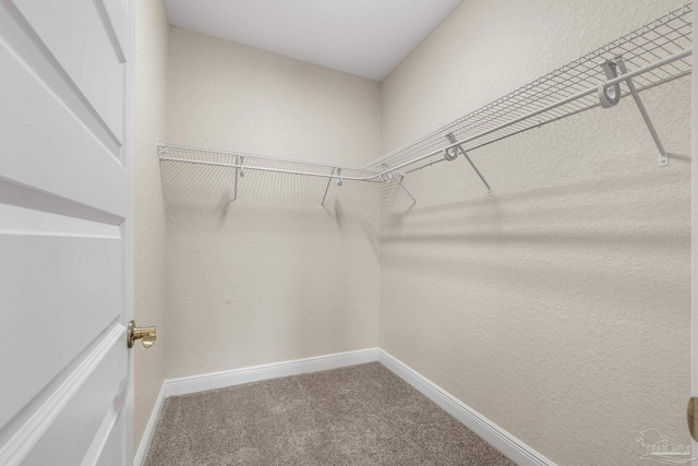 walk in closet featuring carpet floors