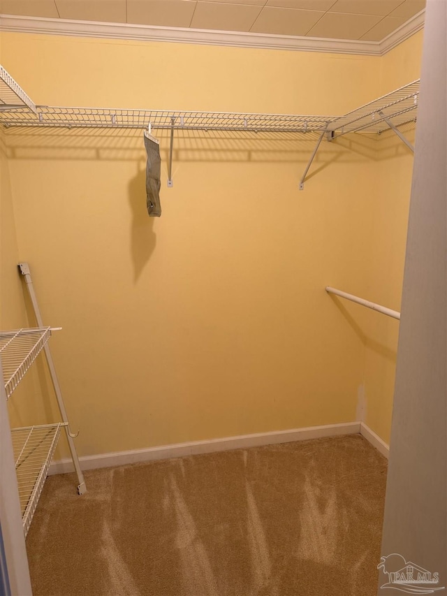 spacious closet featuring carpet flooring