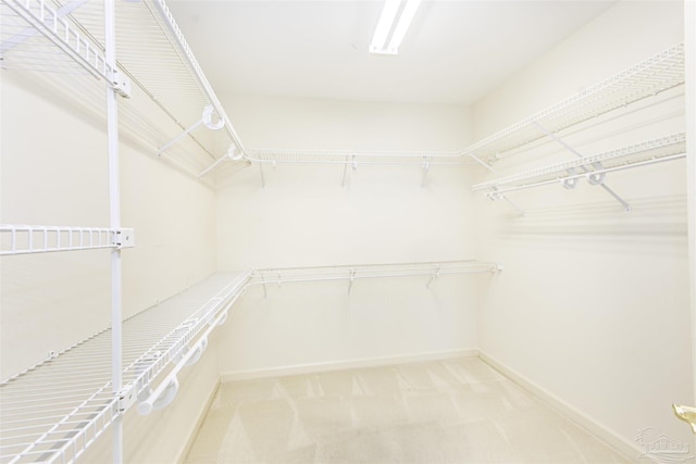 spacious closet featuring carpet floors