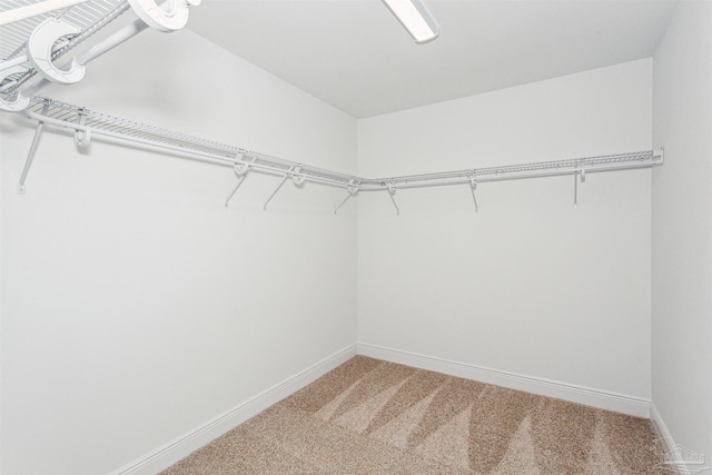 walk in closet featuring carpet flooring