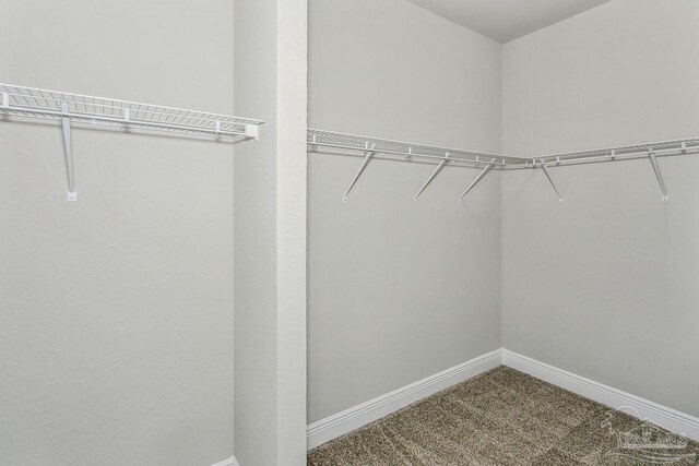 spacious closet featuring carpet