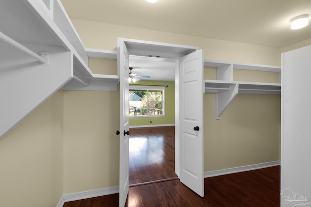 walk in closet with ceiling fan and dark hardwood / wood-style flooring