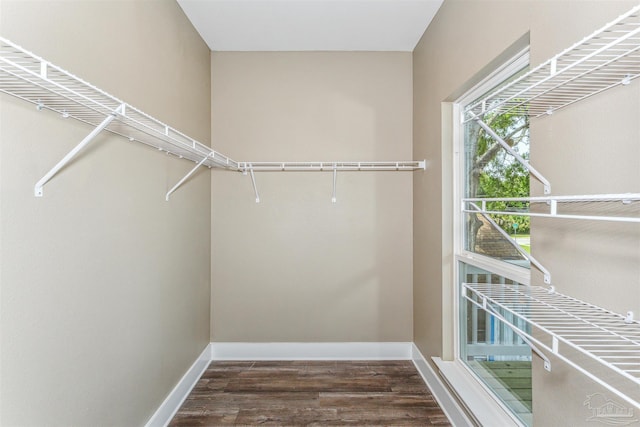 spacious closet featuring dark hardwood / wood-style flooring