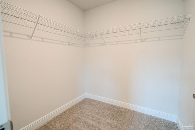 spacious closet with carpet flooring