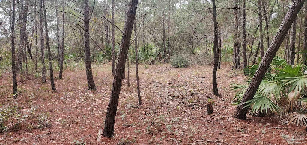 8781 Olivera St, Navarre, FL 32566 - view of wooded area