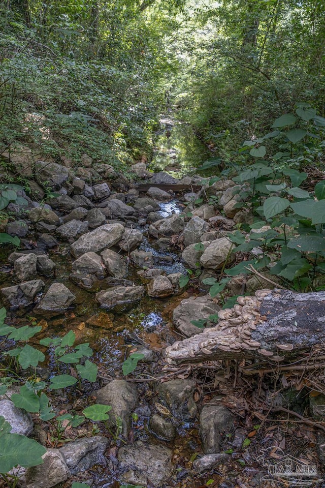 view of local wilderness