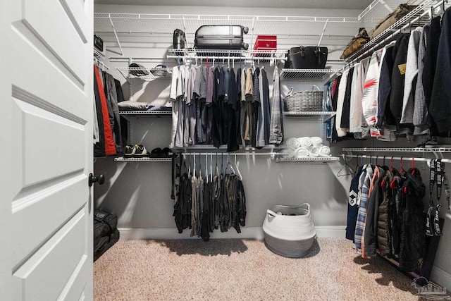 spacious closet featuring carpet floors