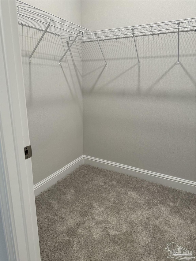 walk in closet with carpet flooring