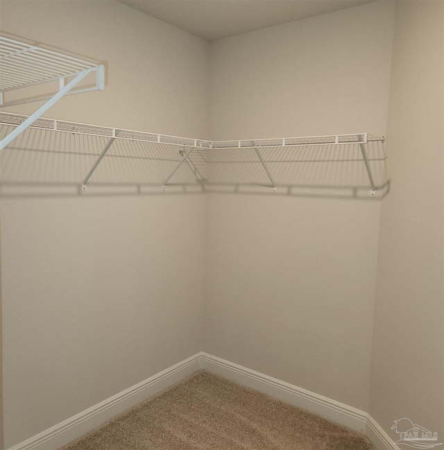 spacious closet featuring carpet floors