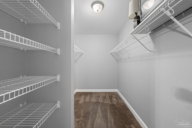 walk in closet with carpet floors