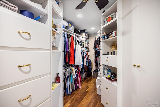 spacious closet with ceiling fan and dark hardwood / wood-style flooring