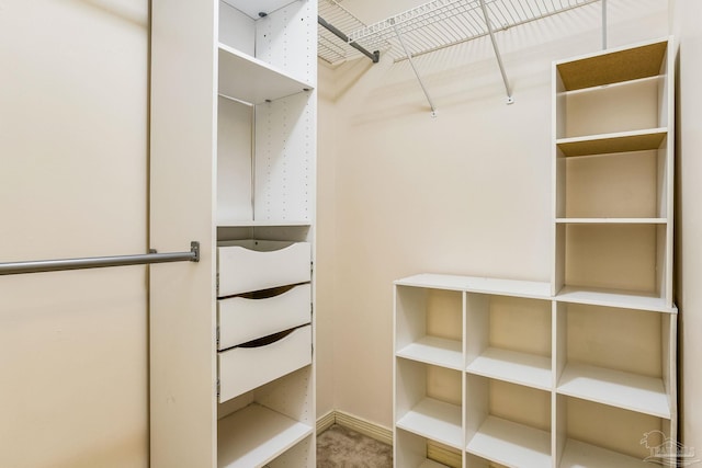 walk in closet with carpet floors