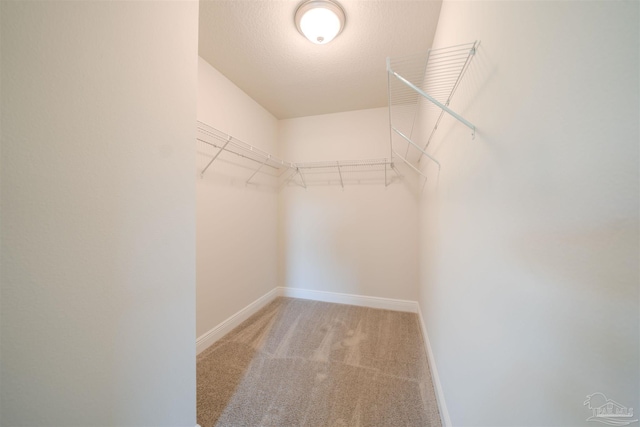 walk in closet with carpet flooring