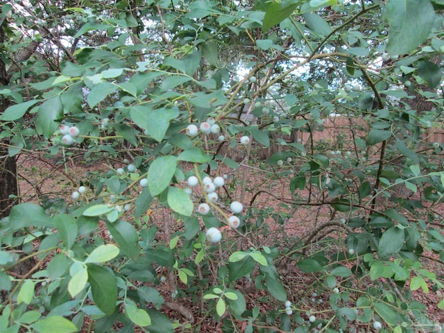 view of local wilderness