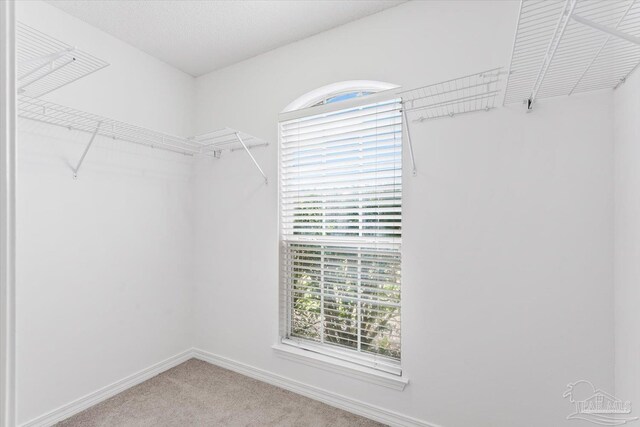 walk in closet with carpet flooring