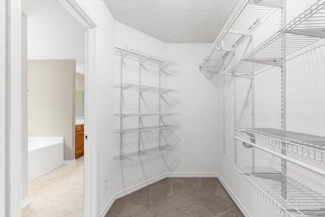 spacious closet featuring carpet flooring