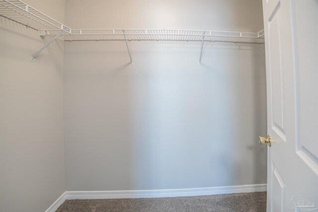 walk in closet featuring carpet floors