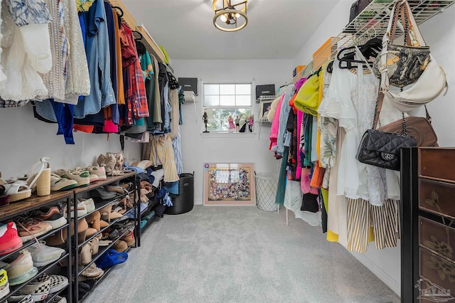 spacious closet featuring carpet