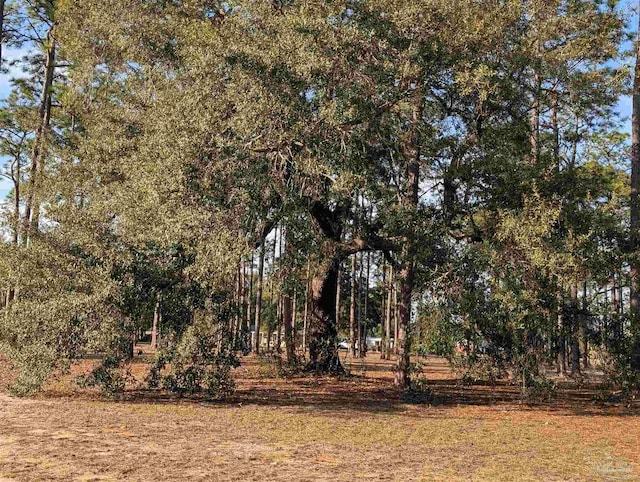 view of local wilderness