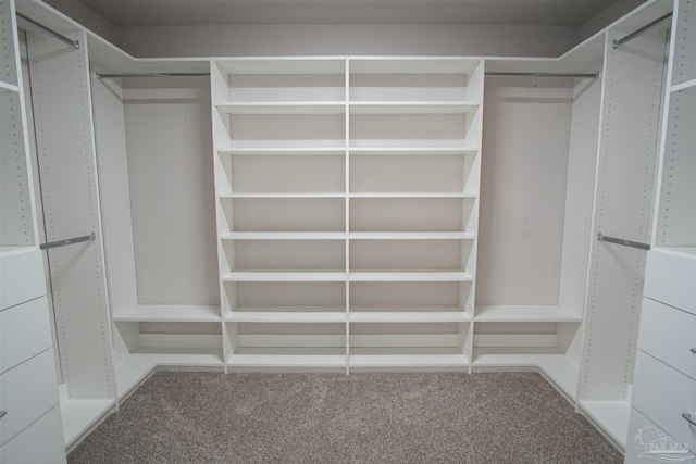 spacious closet featuring carpet flooring