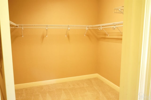 spacious closet featuring carpet flooring