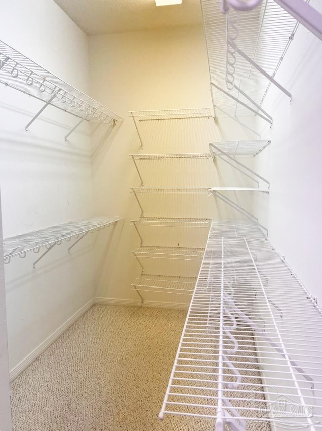 spacious closet featuring carpet flooring