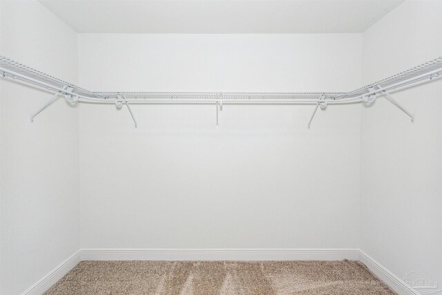 spacious closet featuring carpet floors