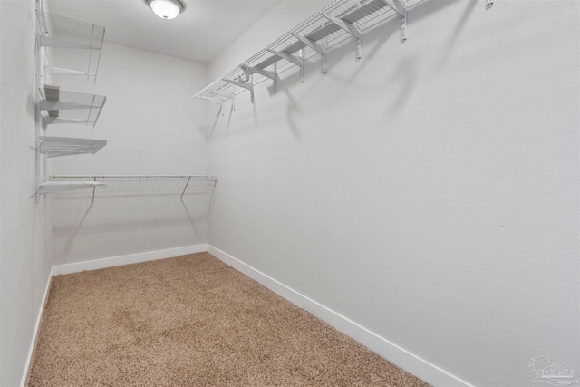 walk in closet featuring carpet floors