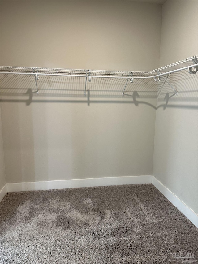 spacious closet featuring carpet flooring