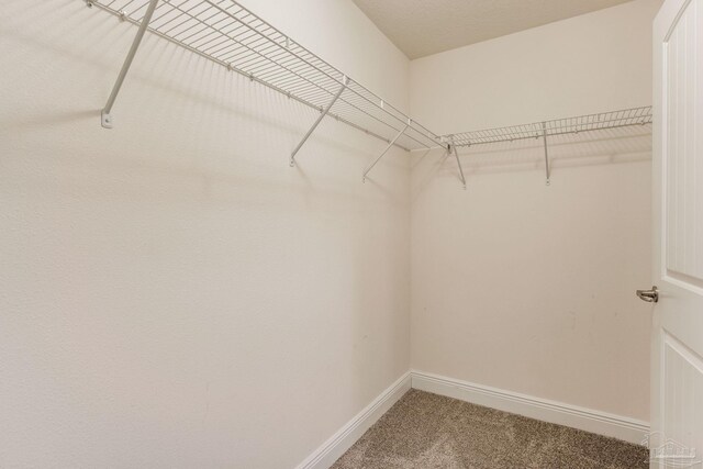 walk in closet featuring carpet flooring