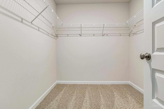 walk in closet featuring carpet flooring