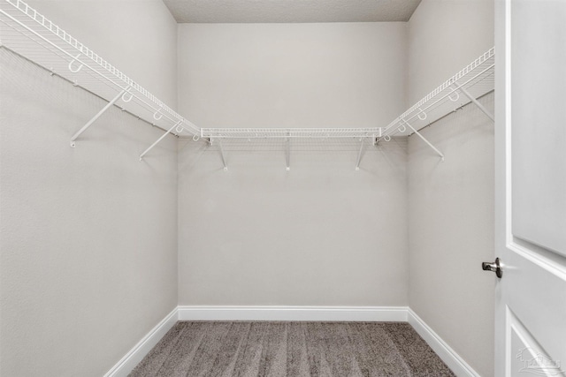 walk in closet with carpet flooring