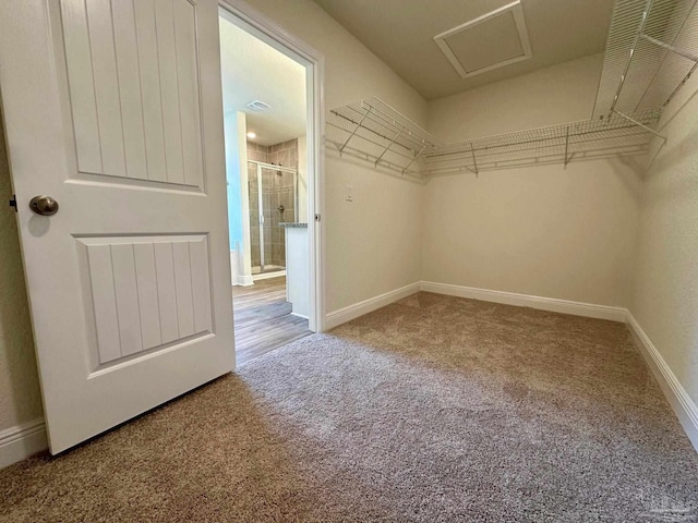 spacious closet featuring carpet flooring