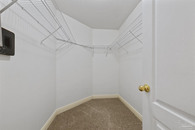 spacious closet featuring carpet flooring