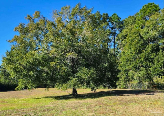 view of local wilderness